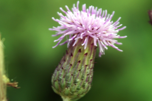 Cirsium arvense