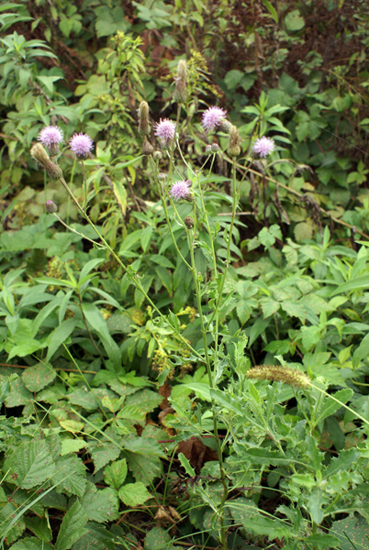 Cirsium arvense