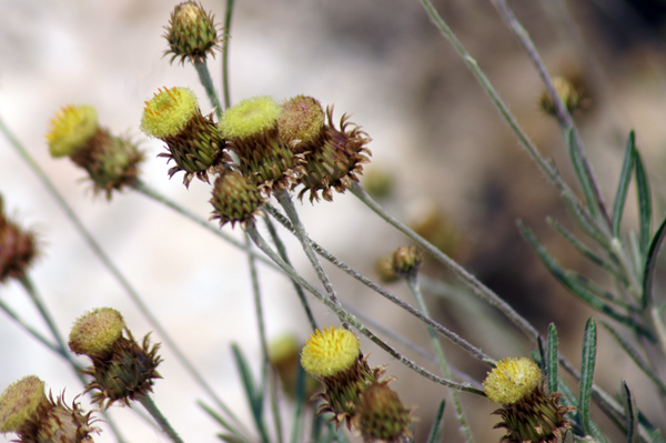 Phagnalon saxatile / Scuderi angustifoglio