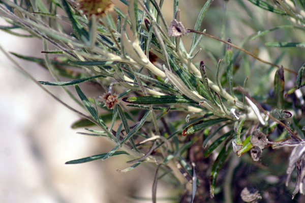 Phagnalon saxatile / Scuderi angustifoglio