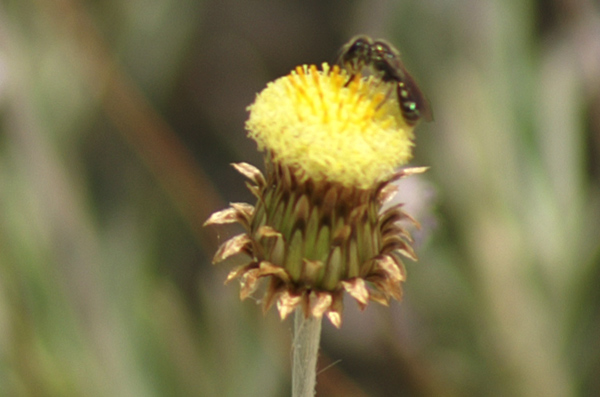 Phagnalon saxatile / Scuderi angustifoglio