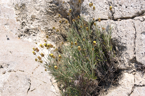 Phagnalon saxatile / Scuderi angustifoglio