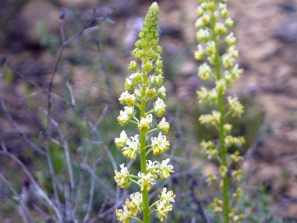 Reseda luteola