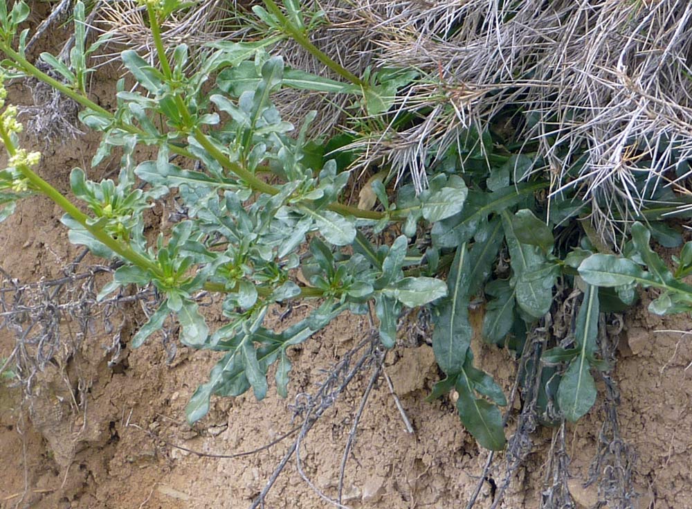 Reseda luteola