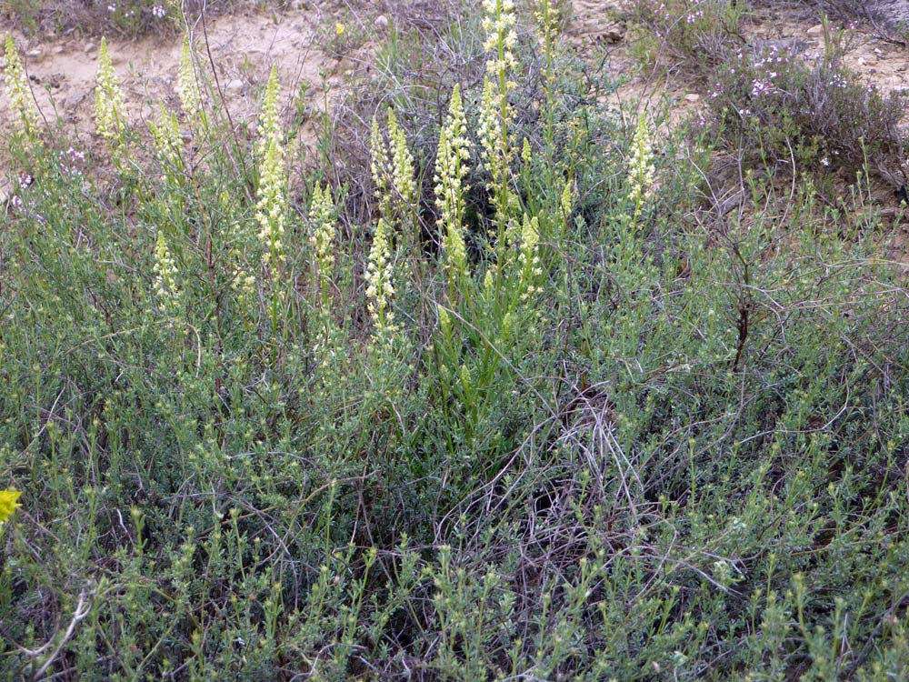 Reseda luteola