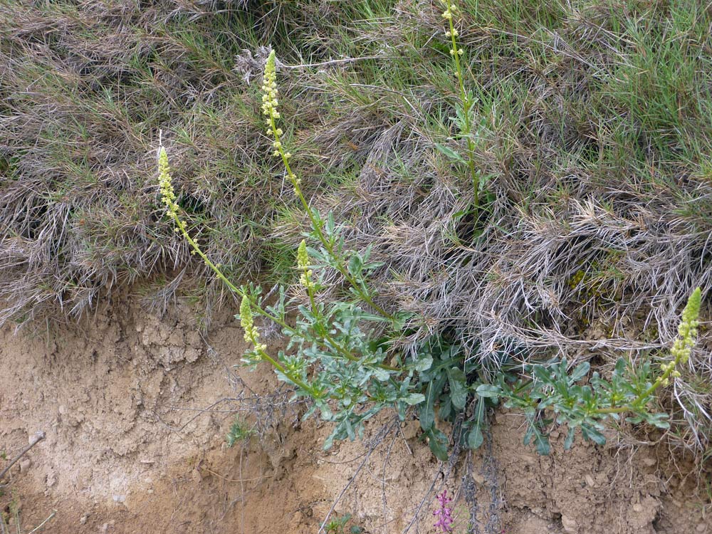 Reseda luteola