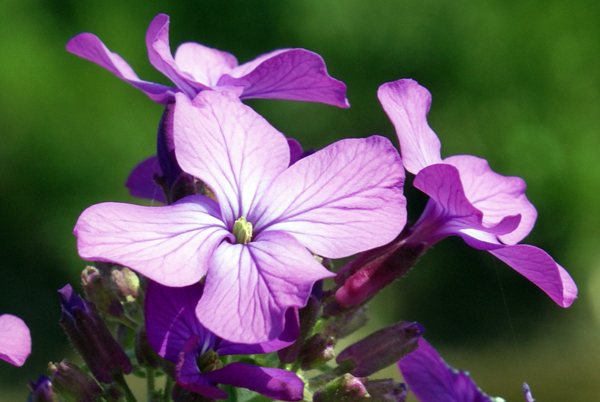 Lunaria annua