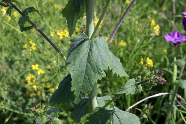 Lunaria annua