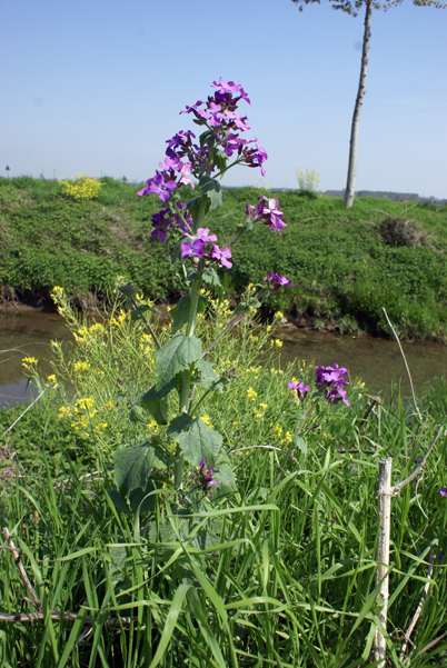 Lunaria annua