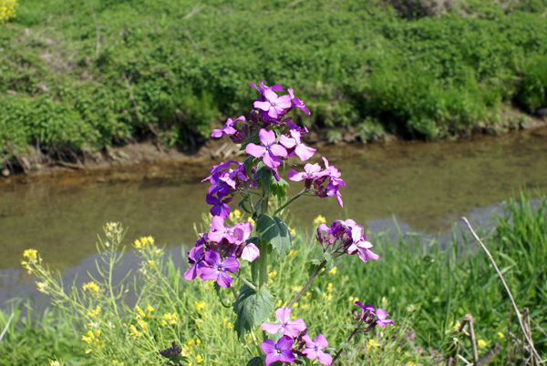 Lunaria annua