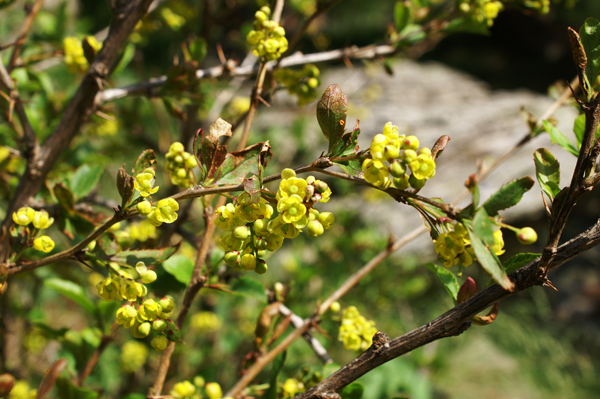 Berberis vulgaris / Crespino comune