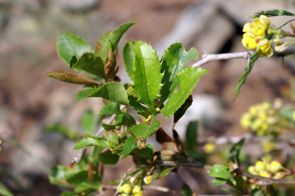 Berberis vulgaris / Crespino comune