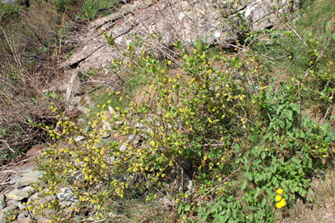 Berberis vulgaris / Crespino comune