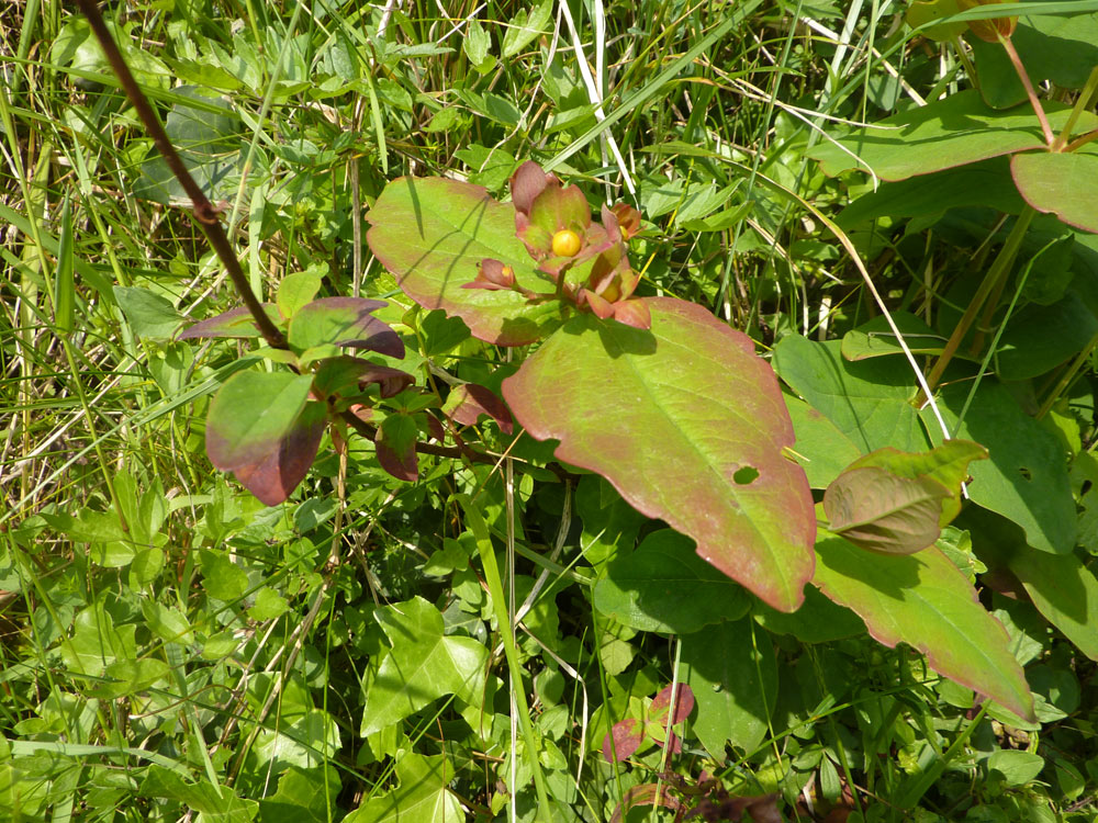 Hypericum androsaemum