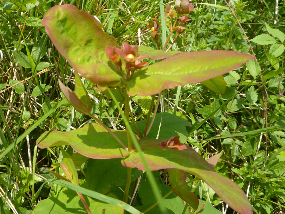 Hypericum androsaemum