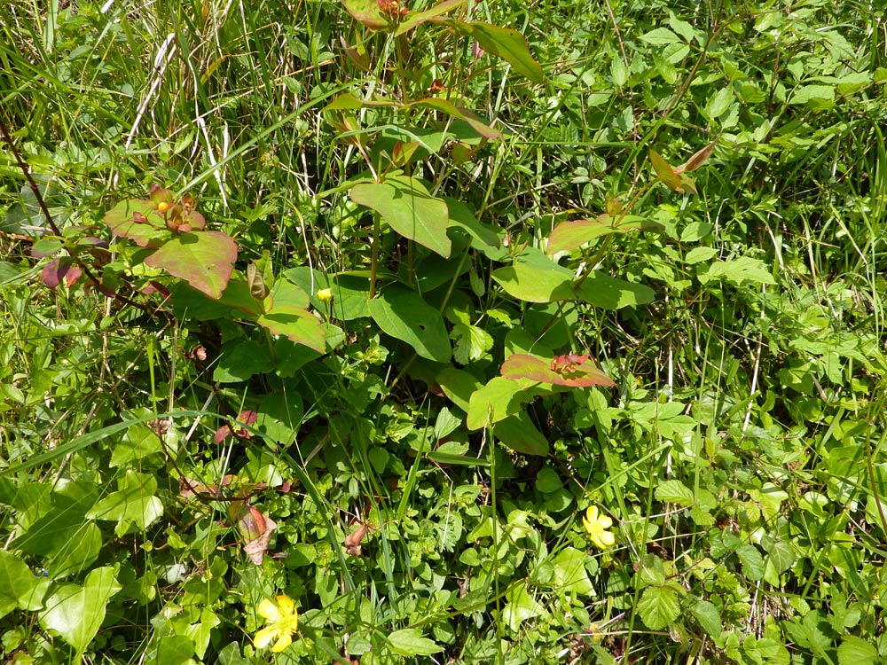 Hypericum androsaemum