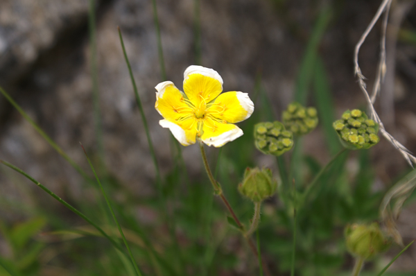 Ranuncolo bicolor - no, Potentilla sp.