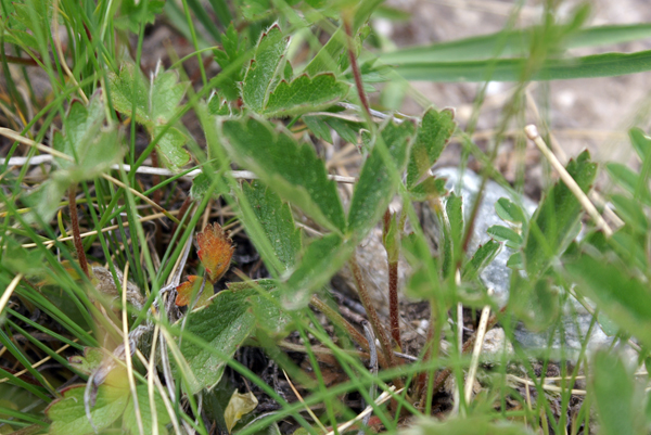 Ranuncolo bicolor - no, Potentilla sp.