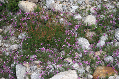 Epilobium fleischeri / Garofanino di Fleischer