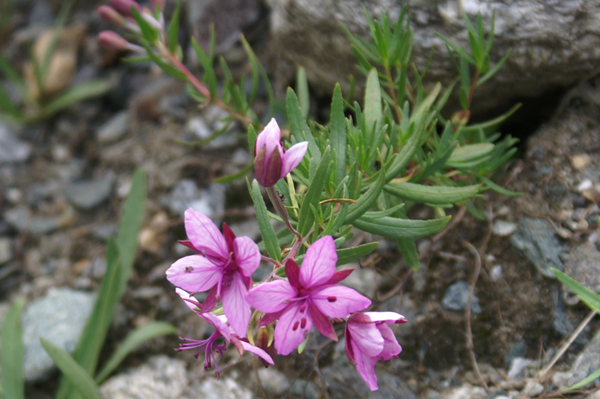 Epilobium fleischeri / Garofanino di Fleischer