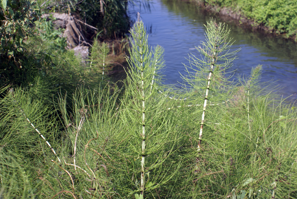 Equisetum telmateia