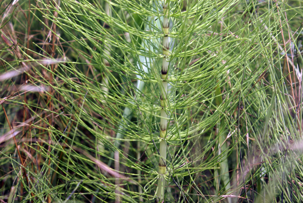 Equisetum telmateia