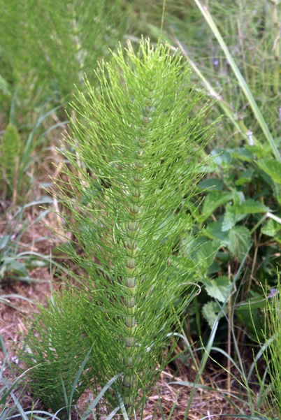 Equisetum telmateia