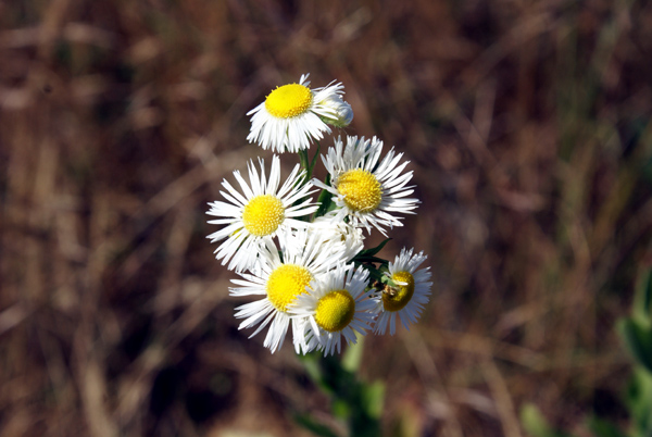 Erigeron annuus (L.) Pers