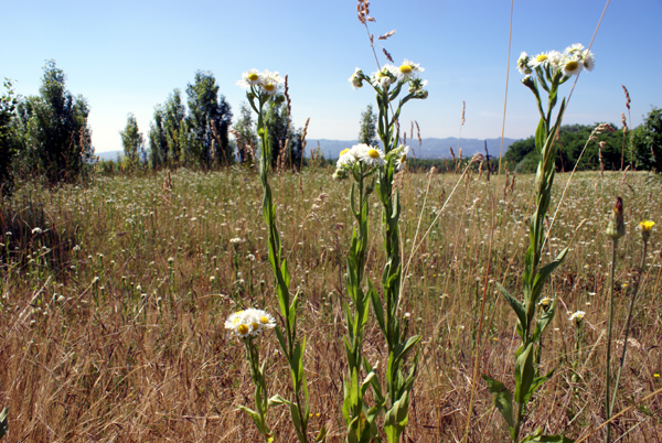 Erigeron annuus (L.) Pers