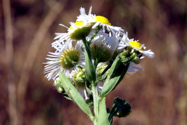 Erigeron annuus (L.) Pers