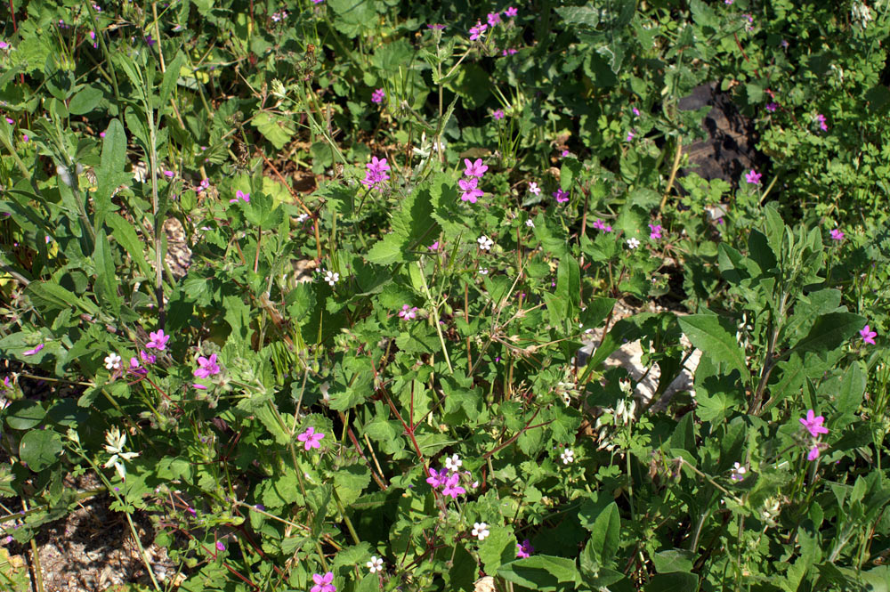 Erodium malacoides