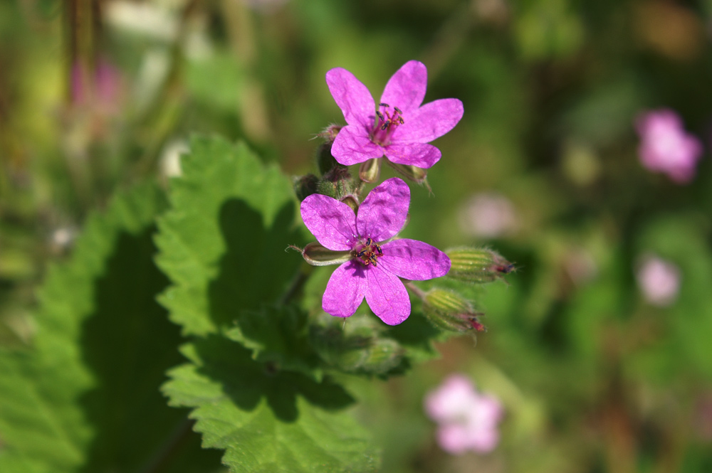 Erodium malacoides