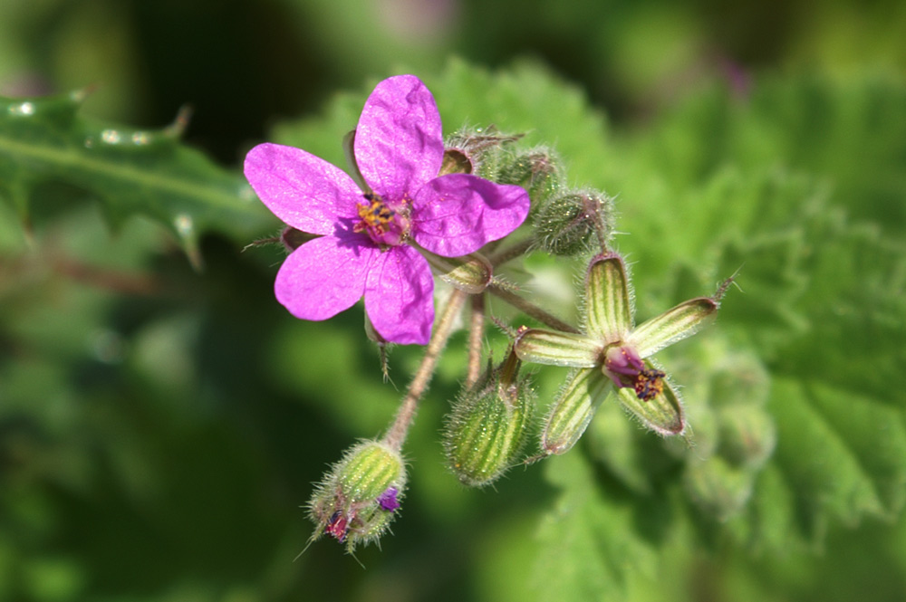 Erodium malacoides