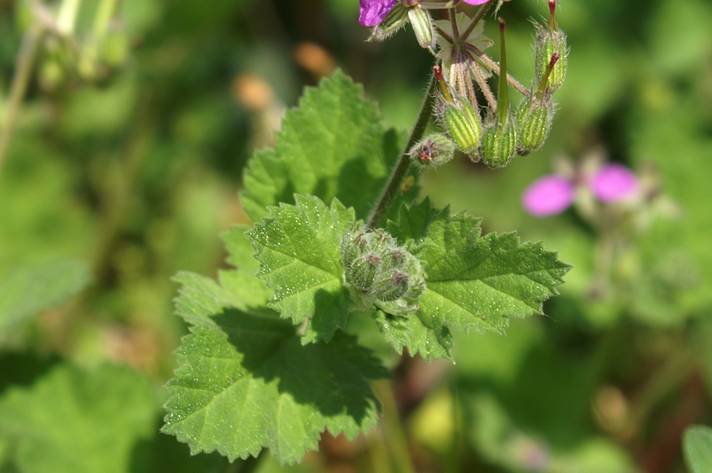 Erodium malacoides