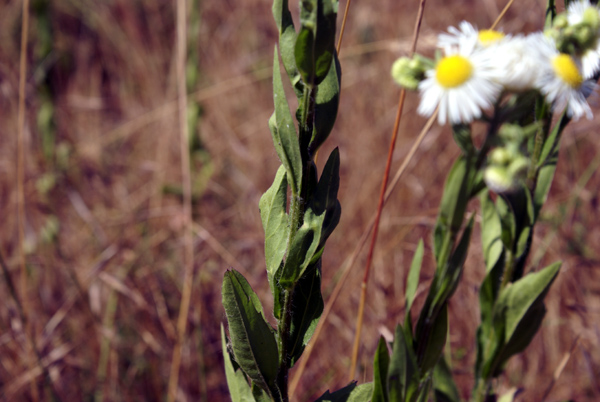 Erigeron annuus (L.) Pers