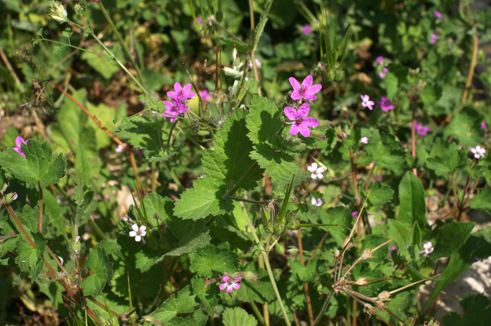 Erodium malacoides