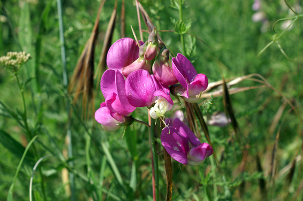 entroterra ligure 8 - Lathyrus sylvestris