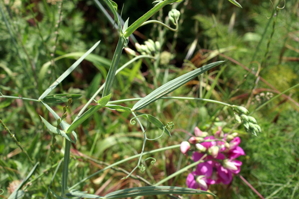 entroterra ligure 8 - Lathyrus sylvestris