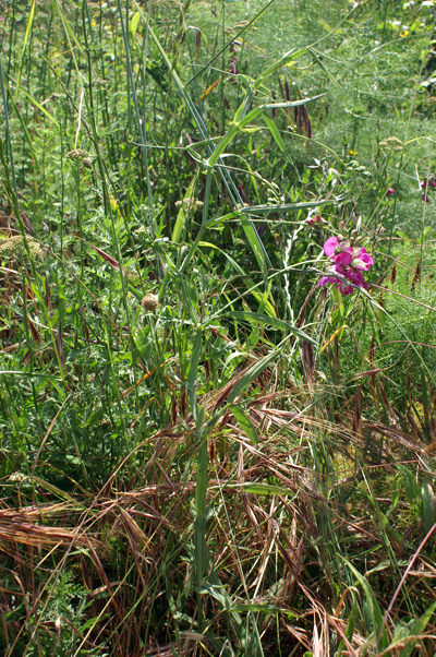 entroterra ligure 8 - Lathyrus sylvestris