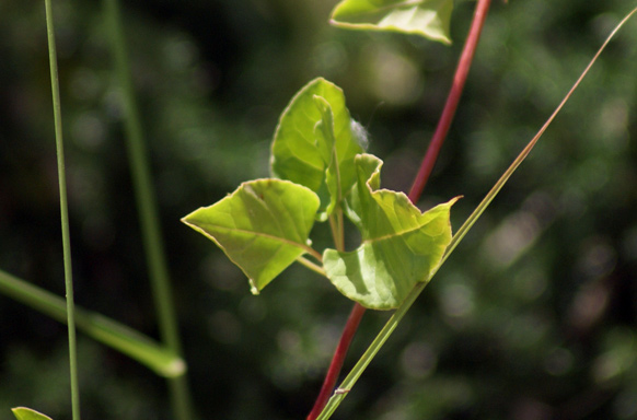 entroterra ligure - Fallopia baldschuanica