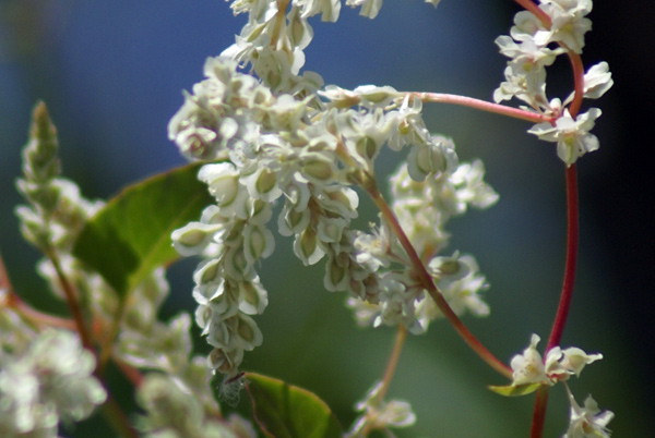 entroterra ligure - Fallopia baldschuanica