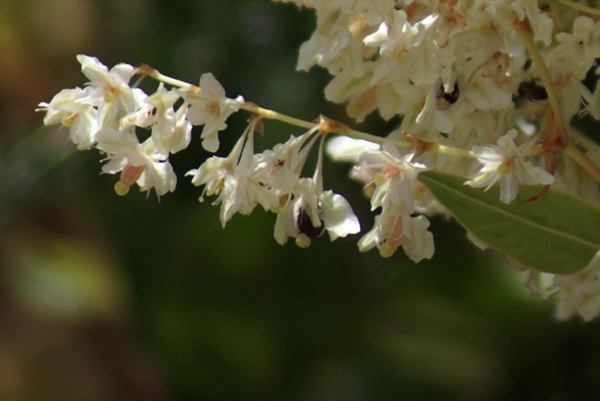 entroterra ligure - Fallopia baldschuanica