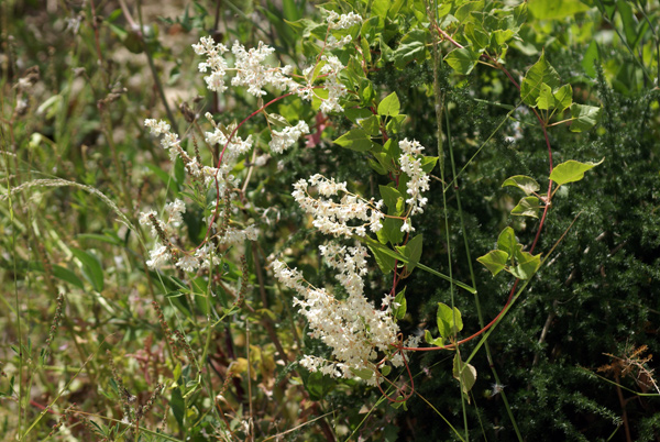 entroterra ligure - Fallopia baldschuanica