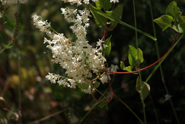 entroterra ligure - Fallopia baldschuanica