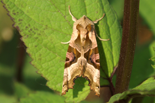 Phlogophora meticulosa