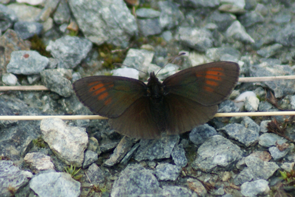 Erebia manto