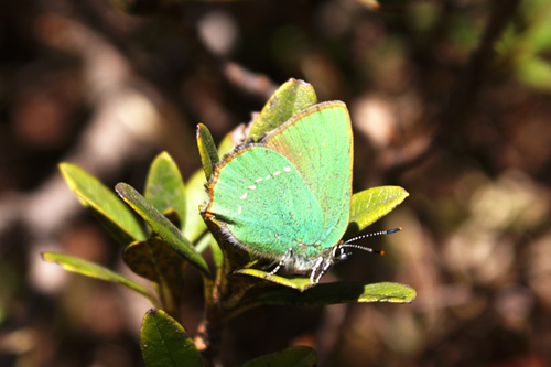 Callophrys rubi