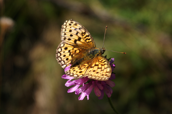 Boloria...?