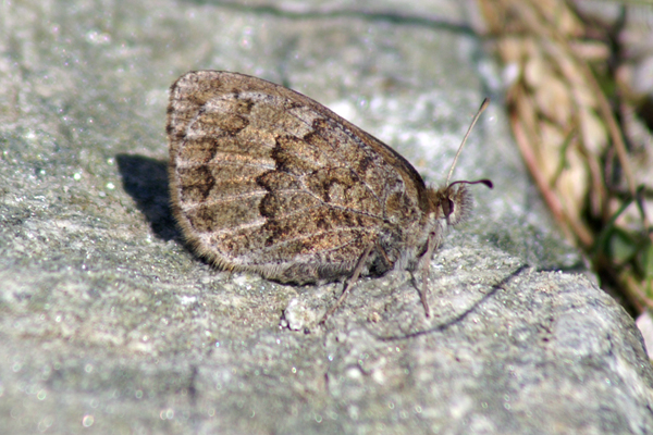 Erebia