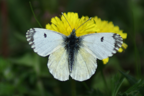 Pieris, quale?